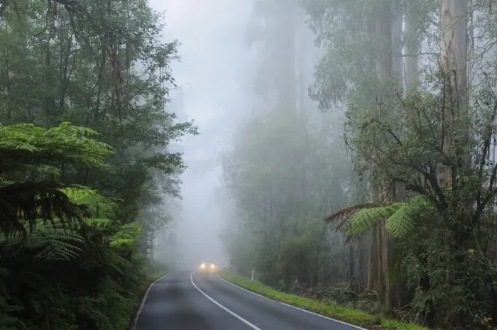 Framed Print : Road and fog, Dandenong Ranges, Victoria, Australia, Pacific Framed Print : Road and fog, Dandenong Ranges, Victoria, Australia, Pacific