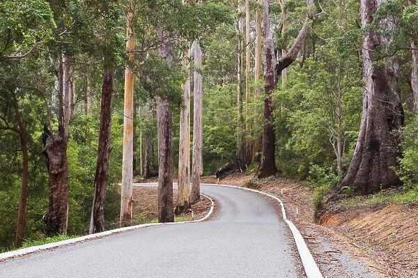 Road through Karri Forest, Valley of the Giants, Western Australia, Australia, Pacific