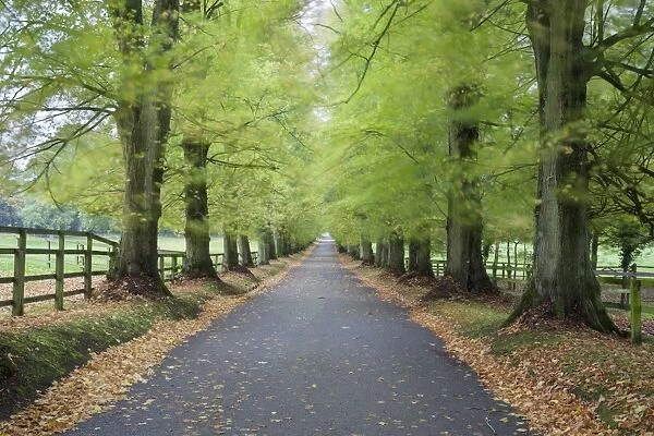 Road leading through avenue of beech trees with fallen autumn leaves, Batsford, Gloucestershire