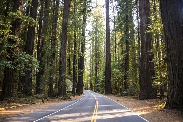Road leading through the Avenue of the Giants, giant Redwood trees, Northern California, USA