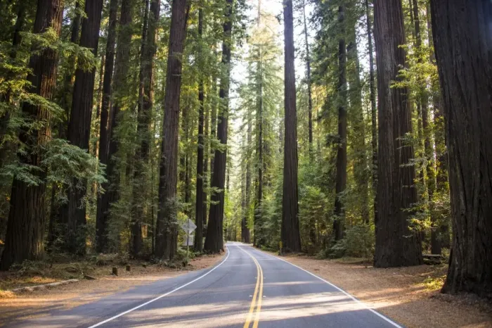 Framed Print : Road leading through the Avenue of the Giants, giant Redwood trees, Northern California, USA Framed Print : Road leading through the Avenue of the Giants, giant Redwood trees, Northern California, USA