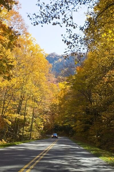 Road leading through colourful foliage in the Indian summer, Great Smoky Mountains National Park