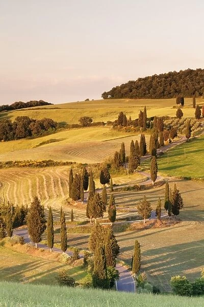 Road liend with cypresses, Monticchiello, Val d Orcia (Orcia Valley), UNESCO World Heritage Site