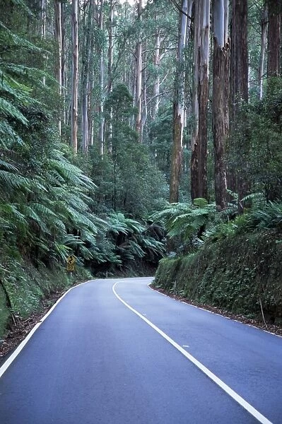 Road and mountain ash forest, Victoria, Australia, Pacific