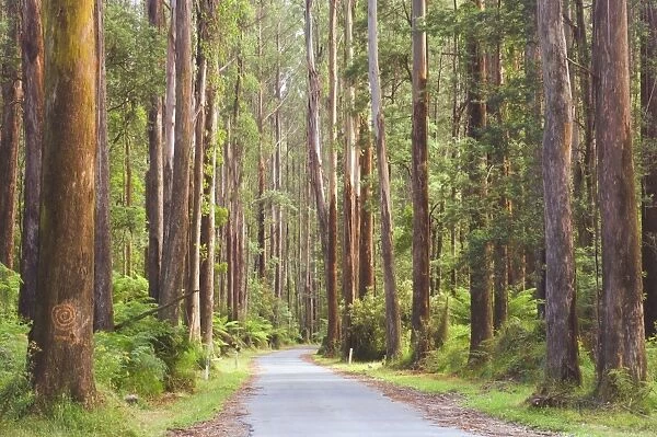 Road and mountain ash trees, Yarra Ranges National Park, Victoria, Australia, Pacific