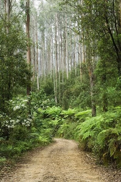 Road through rainforest, Yarra Ranges National Park, Victoria, Australia, Pacific