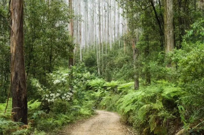 Framed Print : Road through rainforest, Yarra Ranges National Park, Victoria, Australia, Pacific