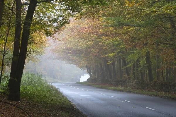 Road running through foggy autumnal woodland, near Stow-on-the-Wold, Cotswolds, Gloucestershire