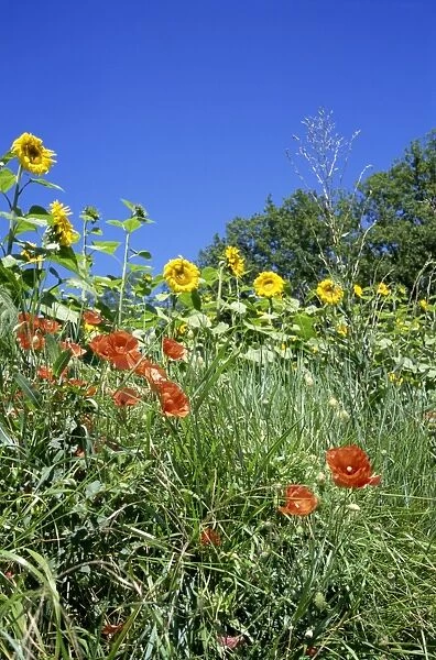 Roadside flowers including poppies, with sunflowers in the background, near Lerne