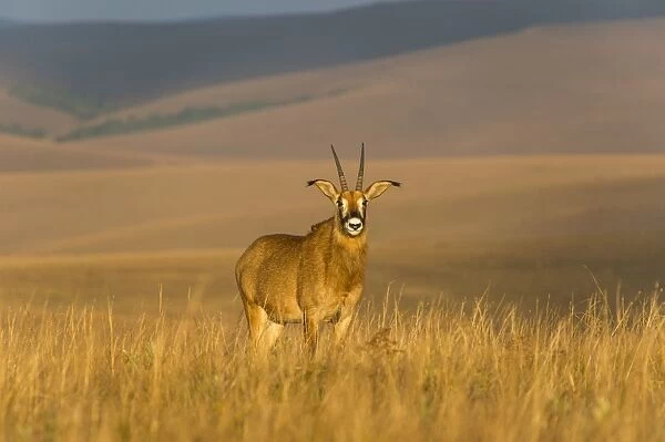Roan antelope (Hippotragus equinus), Nyika National Park, Malawi, Africa