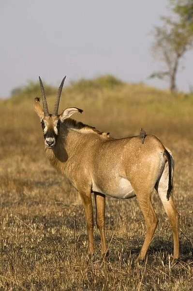Roan antelope and oxpecker, Busanga Plains, Kafue National Park, Zambia, Africa