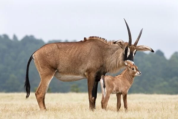 Roan (Hippotragus equinus) with baby, Mlilwane Nature Reserve breeding programme