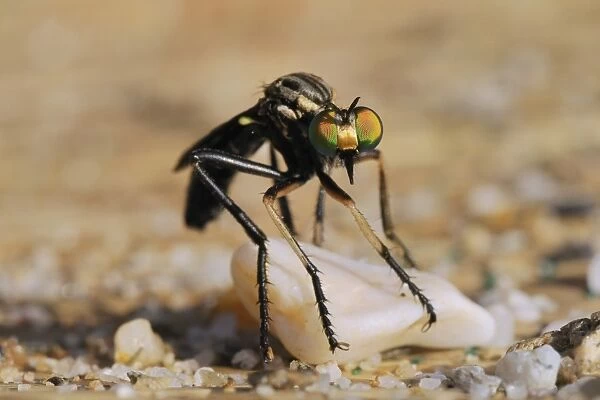 Robber fly (Saropogon sp. ) hunting for aerial prey from a beach mat covered with sand and pebbles, Samos, Greece, Europe