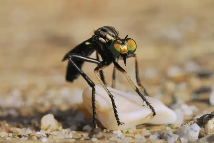Framed Print : Robber fly (Saropogon sp. ) hunting for aerial prey from a beach mat covered with sand and pebbles, Samos, Greece, Europe