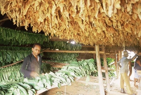 Roberto Carlos of Vinales sorts and hangs tobacco leaves on drying racks in a Casa de Tobaco