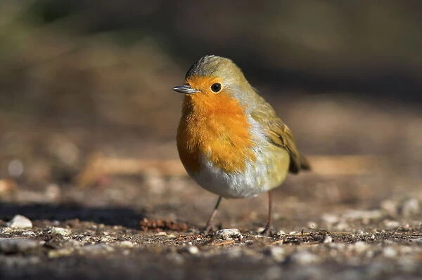 Robin, Erithacus rubecula, on ground at Leighton Moss RSPB nature reserve