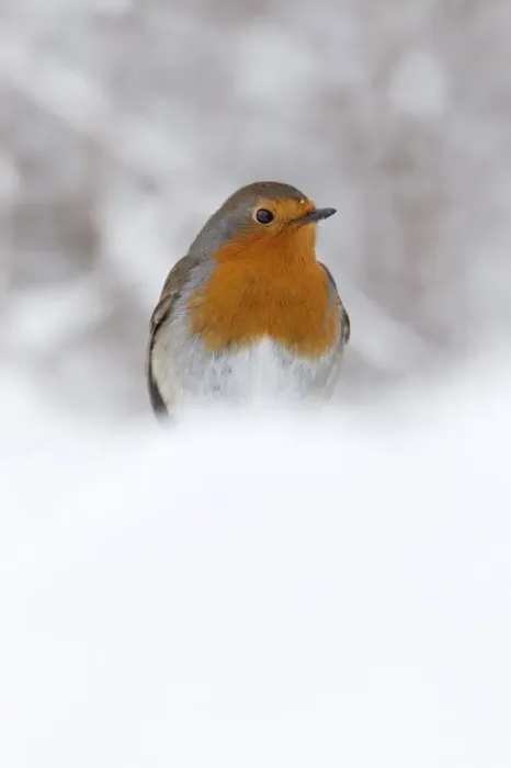 Framed Print : Robin (Erithacus rubecula), in snow, United Kingdom, Europe Framed Print : Robin (Erithacus rubecula), in snow, United Kingdom, Europe