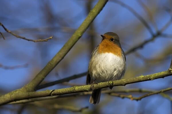 Robin, Erithacus rubecula, on twig at Martin Mere Wildfowl and Wetlands Trust reserve in Lancashire