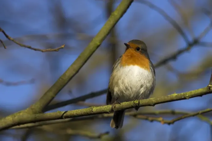 Framed Print : Robin, Erithacus rubecula, on twig at Martin Mere Wildfowl and Wetlands Trust reserve in Lancashire Framed Print : Robin, Erithacus rubecula, on twig at Martin Mere Wildfowl and Wetlands Trust reserve in Lancashire