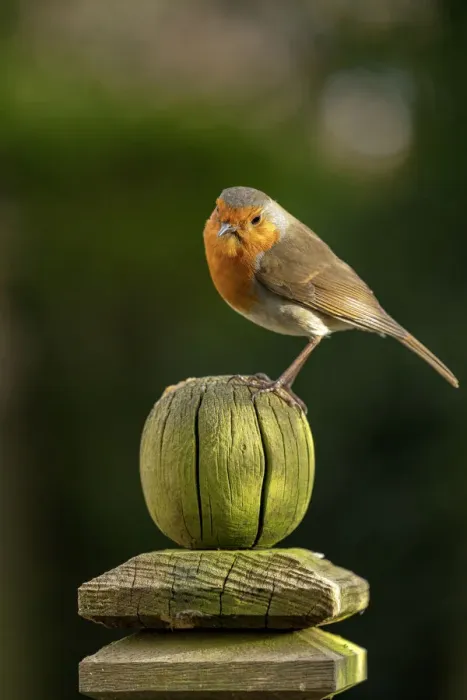 Framed Print : Robin perched on a weathered garden fence post in North Yorkshire, England Framed Print : Robin perched on a weathered garden fence post in North Yorkshire, England