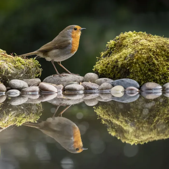 Framed Print : Robin reflected in a garden pond, York, North Yorkshire, England, United Kingdom, Europe Framed Print : Robin reflected in a garden pond, York, North Yorkshire, England, United Kingdom, Europe