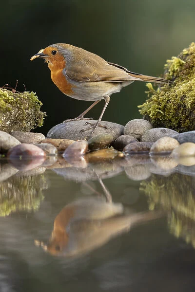 Robin reflected in a garden pond, York, North Yorkshire, England, United Kingdom, Europe