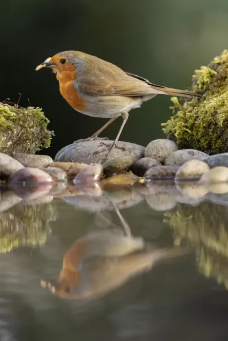 Framed Print : Robin reflected in a garden pond, York, North Yorkshire, England, United Kingdom, Europe Framed Print : Robin reflected in a garden pond, York, North Yorkshire, England, United Kingdom, Europe