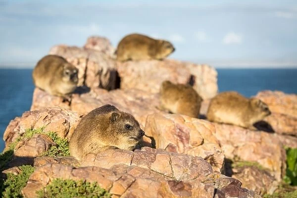 Rock Dassies (hyrax), Hermanus, Western Cape, South Africa, Africa
