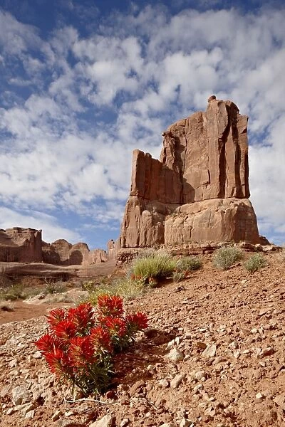 Rock formation and common paintbrush (Castilleja chromosa), Arches National Park