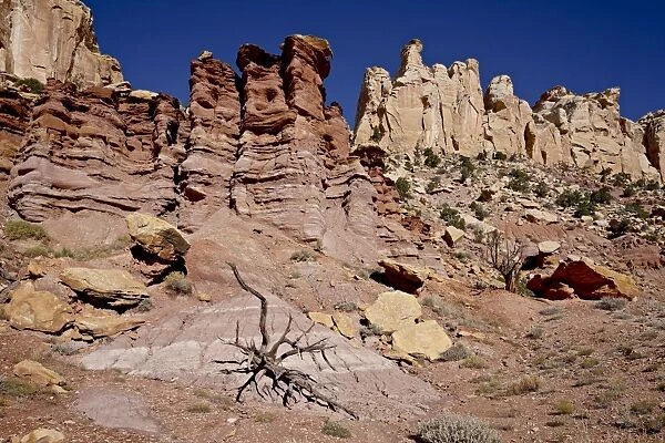 Rock formations and dead juniper, Grand Staircase-Escalante National Monument