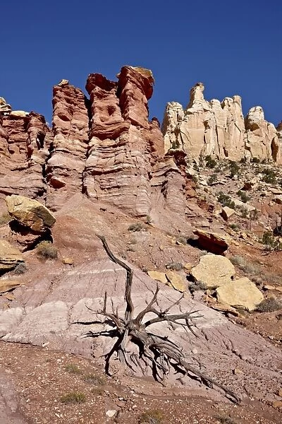 Rock formations and dead juniper, Grand Staircase-Escalante National Monument, Utah, United States of America, North America