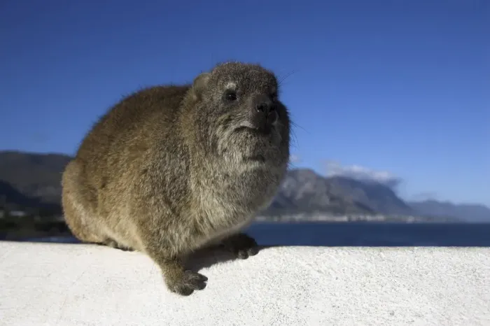 Framed Print : Rock hyrax Framed Print : Rock hyrax
