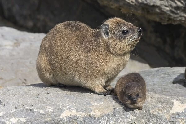 Rock hyrax (dassie) (Procavia capensis), with baby, De Hoop nature reserve, Western Cape