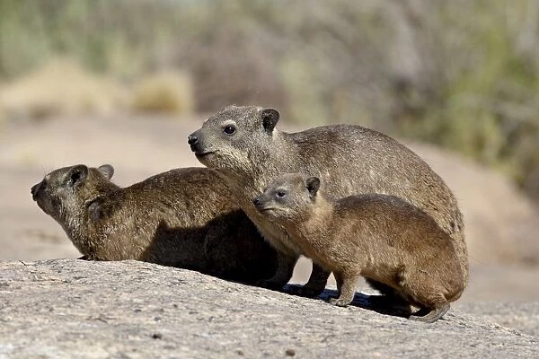 Rock hyrax (rock dassie) (Procavia capensis) mother and young, Augrabies Falls National Park