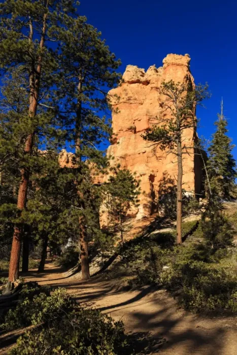Framed Print : Rock and pine trees lit by early morning sun in winter, Queens Garden Connecting Trail, Bryce Canyon National Park, Utah, United States of America, North America Framed Print : Rock and pine trees lit by early morning sun in winter, Queens Garden Connecting Trail, Bryce Canyon National Park, Utah, United States of America, North America