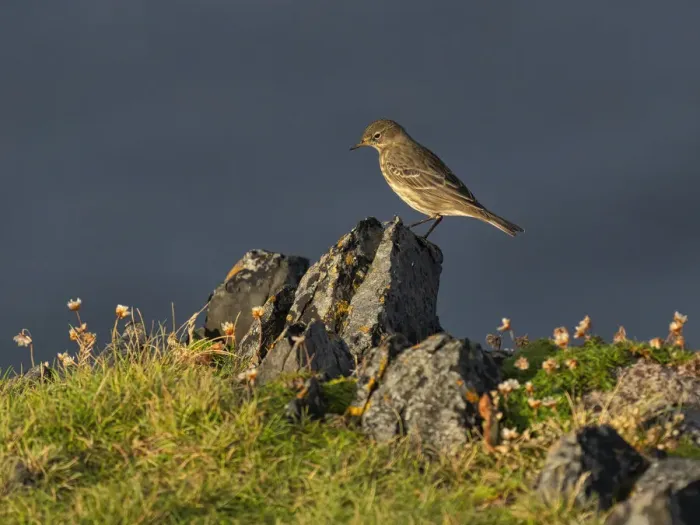 Framed Print : Rock Pipit, County Clare, Munster, Republic of Ireland, Europe