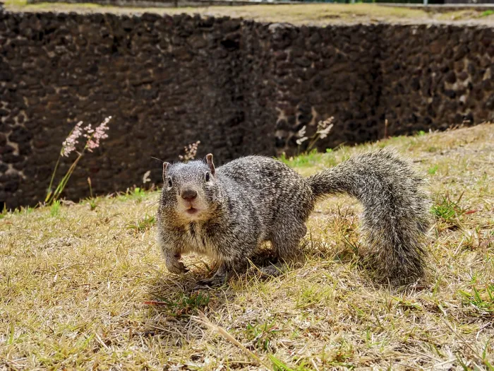 Framed Print : The rock squirrel (Otospermophilus variegatus) at The Great Pyramid Archaeological Site, Cholula, Puebla State, Mexico Framed Print : The rock squirrel (Otospermophilus variegatus) at The Great Pyramid Archaeological Site, Cholula, Puebla State, Mexico