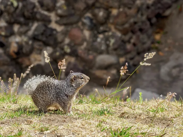 Framed Print : The rock squirrel (Otospermophilus variegatus) at The Great Pyramid Archaeological Site, Cholula, Puebla State, Mexico Framed Print : The rock squirrel (Otospermophilus variegatus) at The Great Pyramid Archaeological Site, Cholula, Puebla State, Mexico