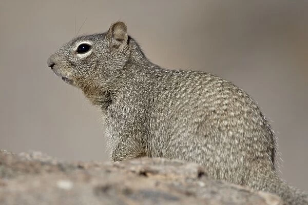 Rock Squirrel (Spermophilus variegatus), City of Rocks State Park, New Mexico