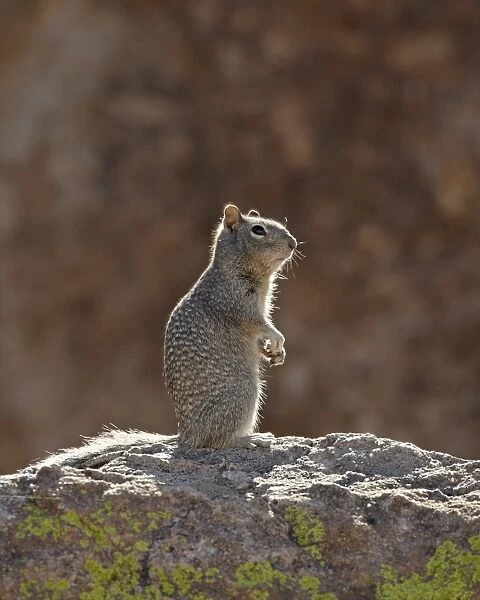 Rock squirrel (Spermophilus variegatus), City of Rocks State Park, New Mexico