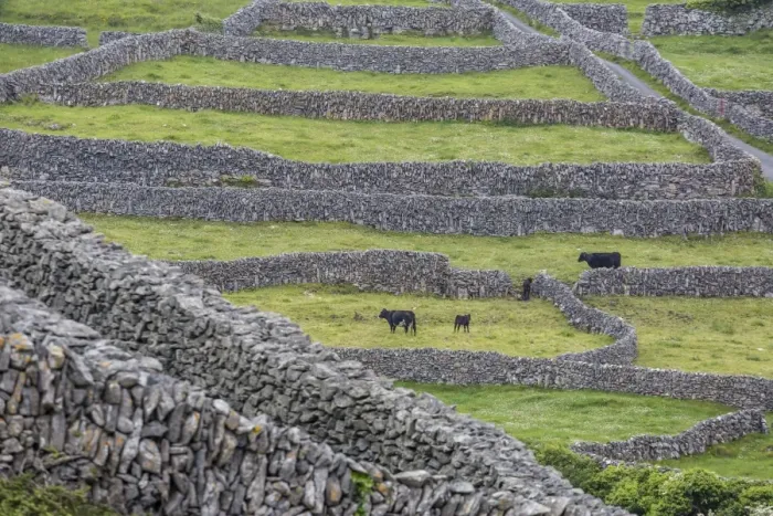 Framed Print : Rock walls create small paddocks for sheep and cattle on Inisheer, the easternmost of the Aran Islands, Republic of Ireland, Europe Framed Print : Rock walls create small paddocks for sheep and cattle on Inisheer, the easternmost of the Aran Islands, Republic of Ireland, Europe
