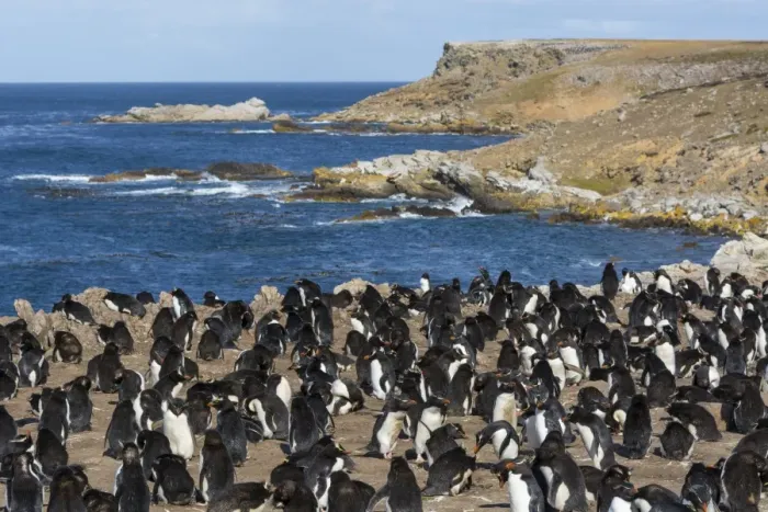 Framed Print : Rockhopper penguin colony (Eudyptes chrysocome), Falkland Islands, South America Framed Print : Rockhopper penguin colony (Eudyptes chrysocome), Falkland Islands, South America