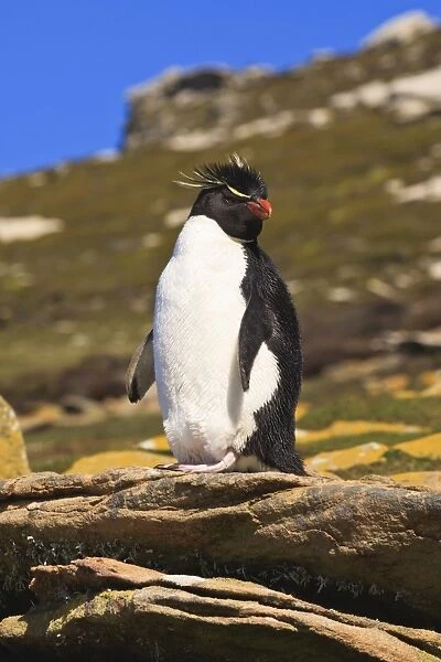 Rockhopper penguin (Eudyptes chrysocome) poses on a rock, the Neck, Saunders Island, Falkland Islands, South America