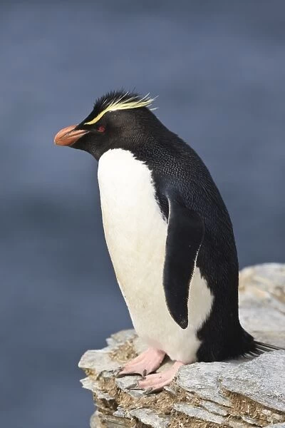 Rockhopper penguin (Eudyptes chrysocome) poses on a rock, Rockhopper Point, Sea Lion Island, Falkland Islands, South America