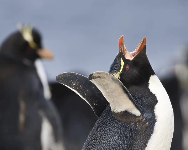 Rockhopper penguin (Eudyptes chrysocome) vocalisation, Rockhopper Point, Sea Lion Island, Falkland Islands, South America