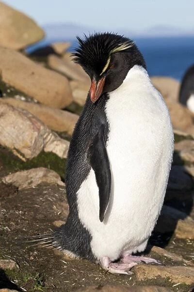 Rockhopper penguin (Eudyptes chrysocome) on a rocky coastline, the Neck, Saunders Island, Falkland Islands, South America