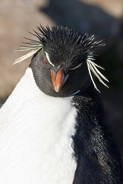 Rockhopper penguin (Eudyptes chrysocome) portrait, the Neck, Saunders Island, Falkland Islands, South America