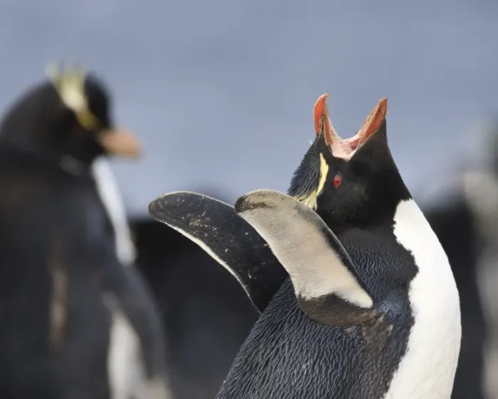 Framed Print : Rockhopper penguin (Eudyptes chrysocome) vocalisation, Rockhopper Point, Sea Lion Island, Falkland Islands, South America Framed Print : Rockhopper penguin (Eudyptes chrysocome) vocalisation, Rockhopper Point, Sea Lion Island, Falkland Islands, South America
