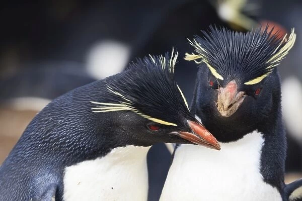Rockhopper penguins (Eudyptes chrysocome) squabble, Rockhopper Point, Sea Lion Island, Falkland Islands, South America