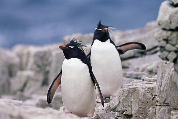 Two rockhopper penguins (Eudyptes chrysocome chrysocome), Sea Lion Islands